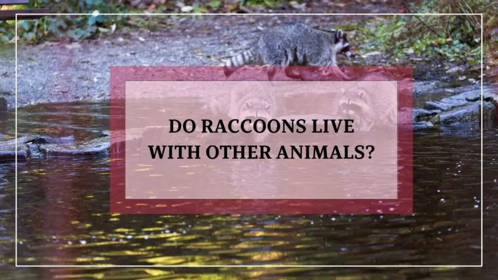 Do raccoons live with other animals? featured inage