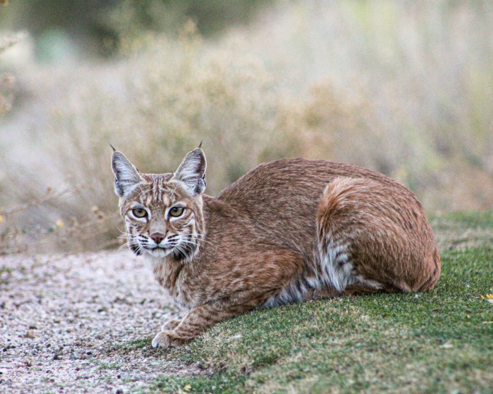 Bobcat at the forest