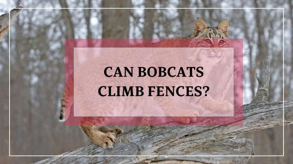 can bobcats climb fences? featured image