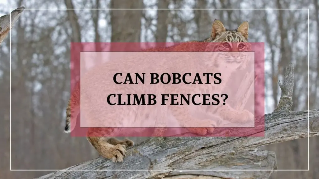 can bobcats climb fences? featured image