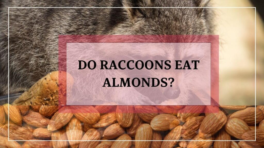 Do Raccoons Eat Almonds? featured image