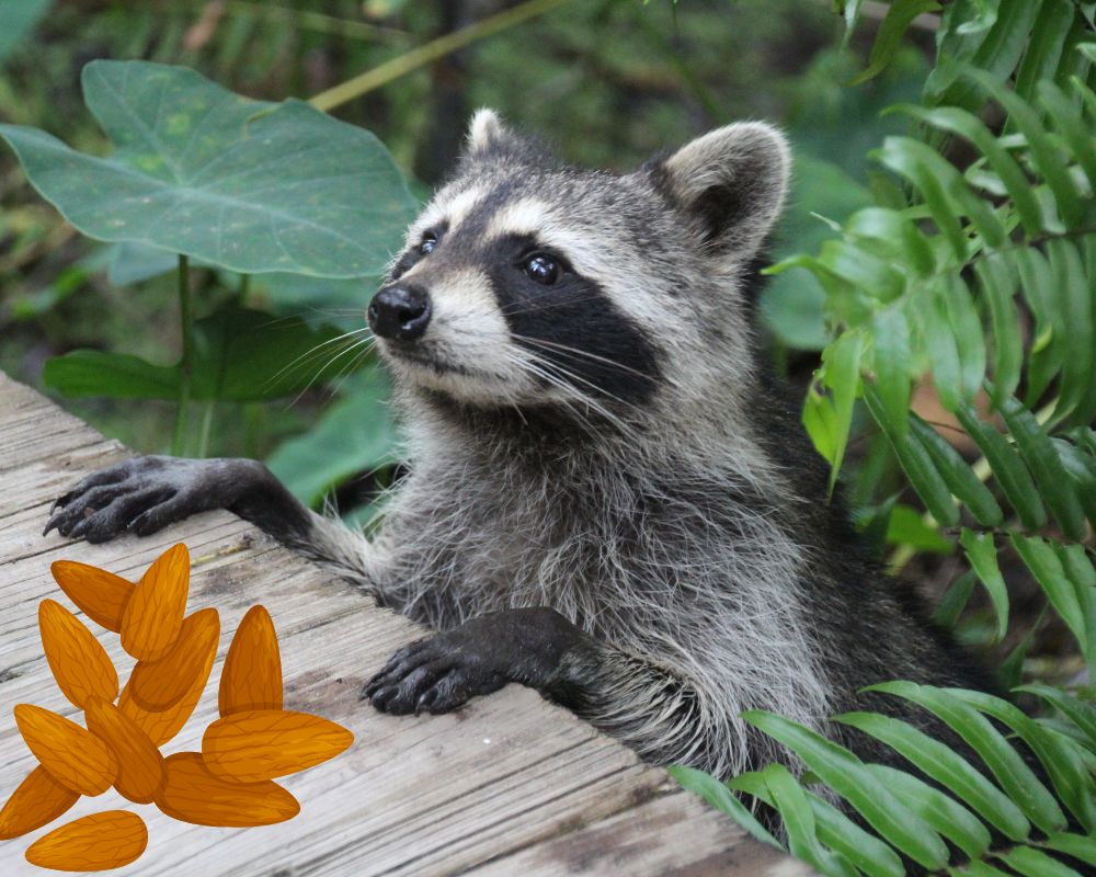 Raccoon and almonds