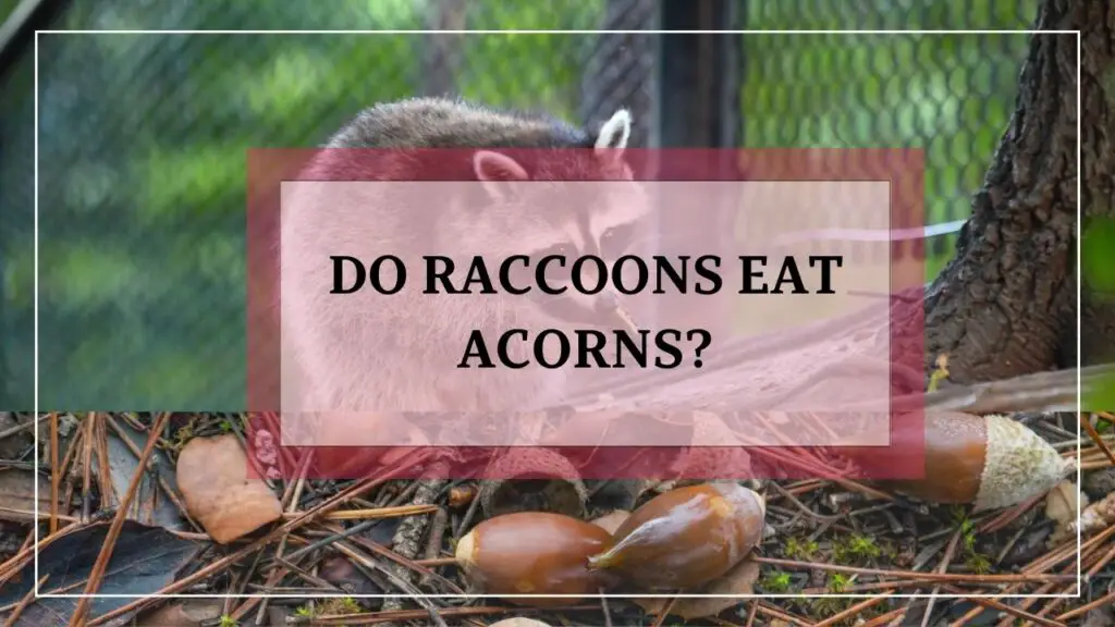 Do Raccoons Eat Acorns? featured image