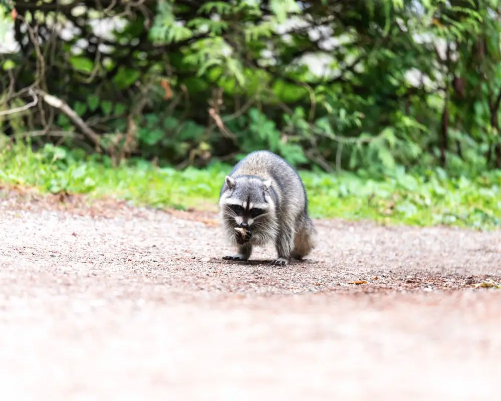 Raccoon on the street