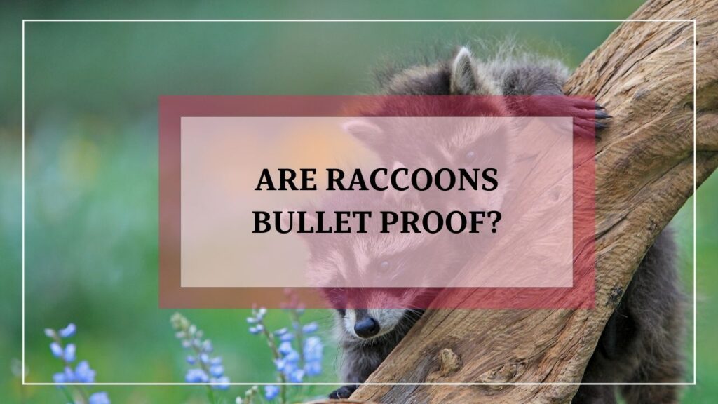 Are Raccoons Bullet Proof? featured image