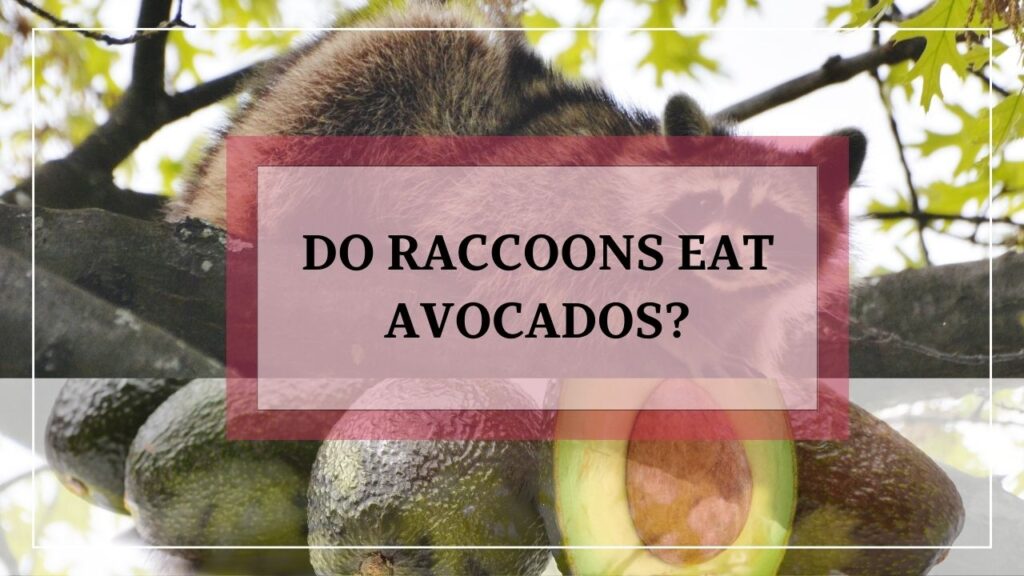 Do Raccoons Eat Avocados? featured image