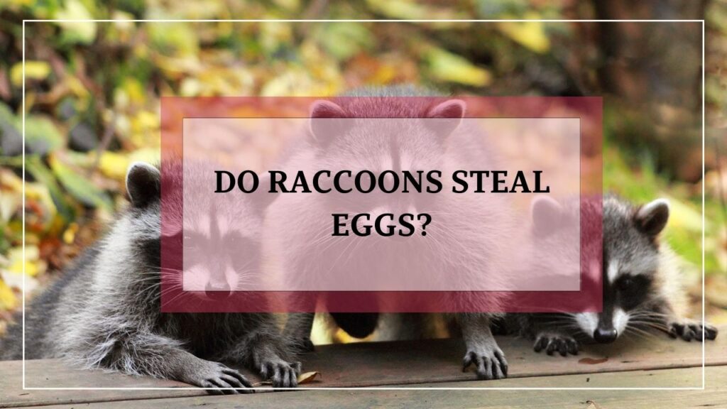 Do Raccoons Steal eggs? featured image