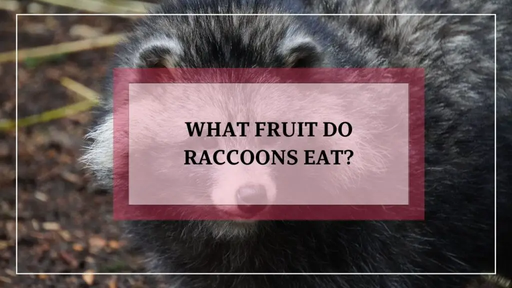 What Fruits do raccoons eat featured image