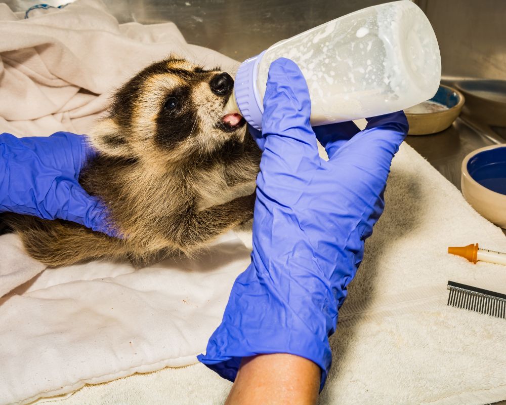 a baby raccoon