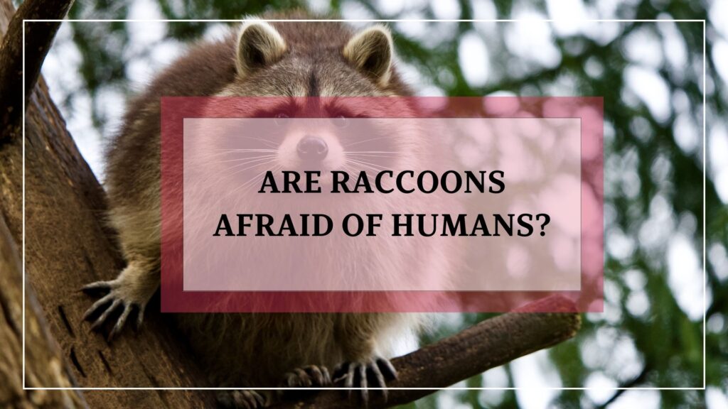 Are Raccoons Afraid Of Humans? featured image