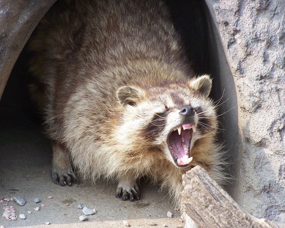 an angry raccoon