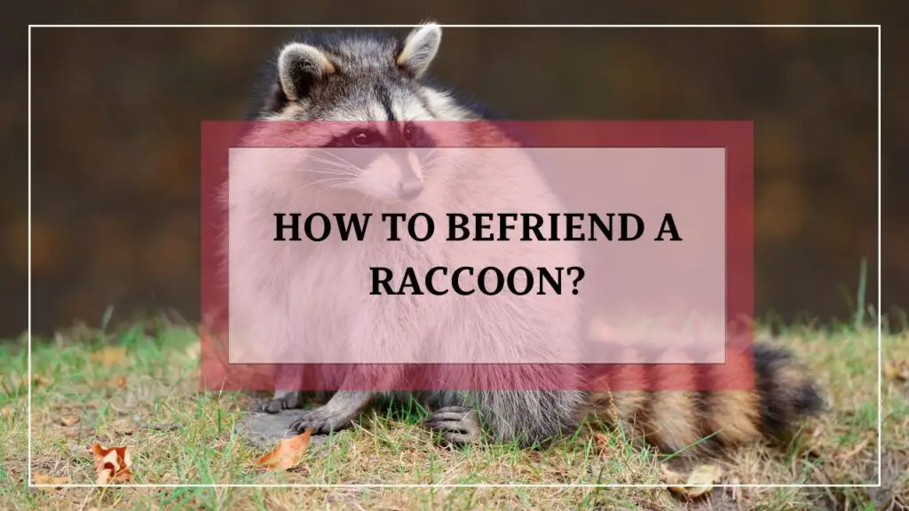 How to befriend a raccoon? featured image