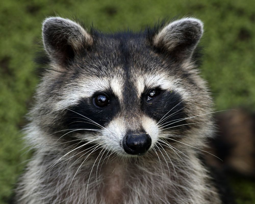 one raccoon stare at you