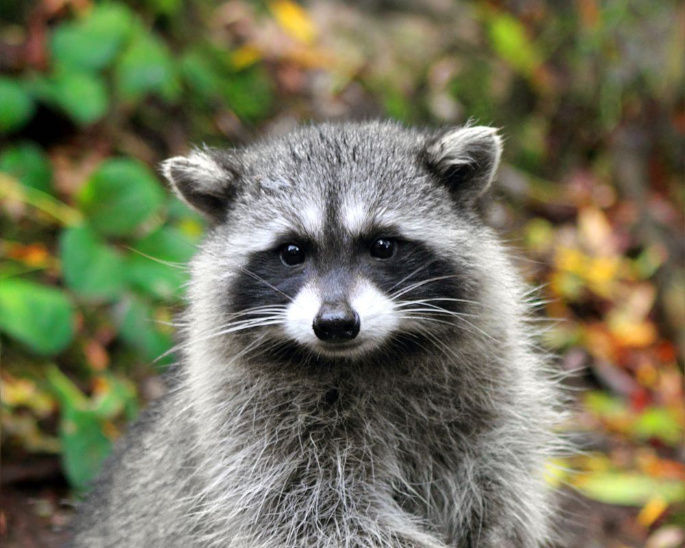 A picture of a black raccoon with a green background