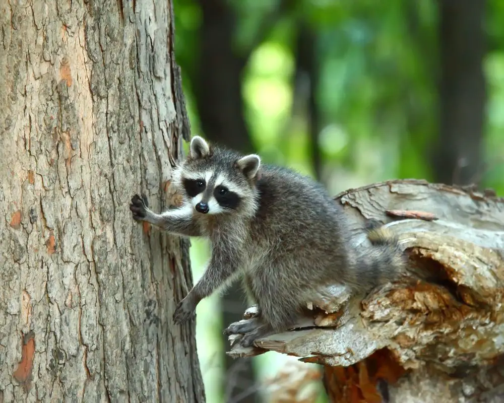 a picture of a raccoon climbing a tree