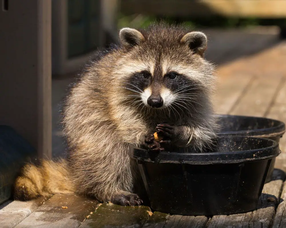 raccoon is eaten