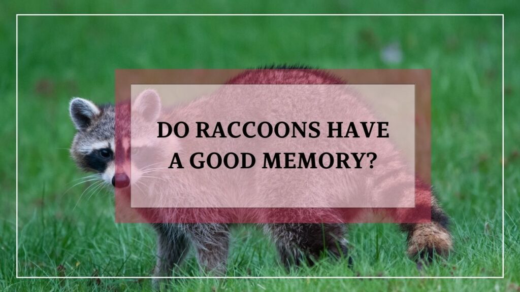 Do raccoons have good memory? featured image