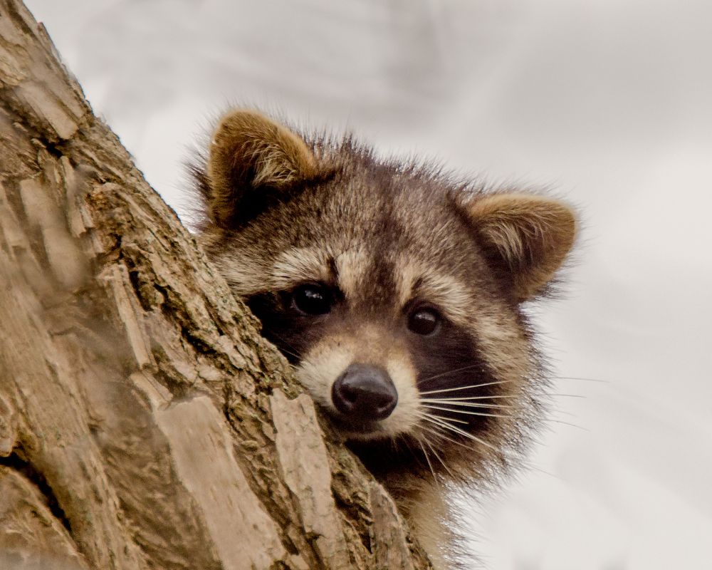 raccoons behind the tree