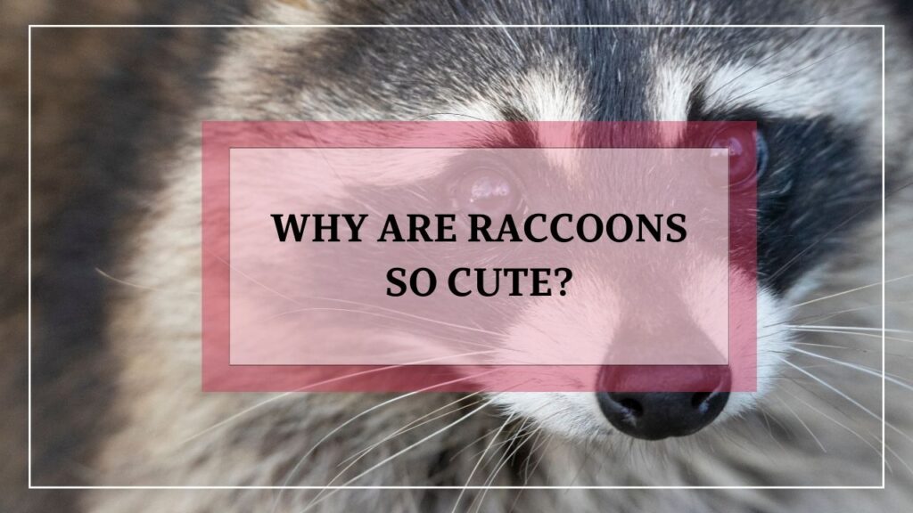 Why raccoons are so cute featured image