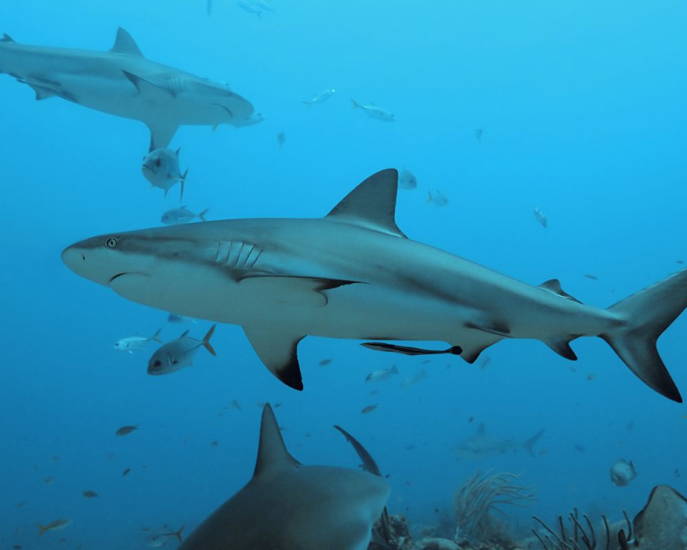 Great white shark with fish under the sea