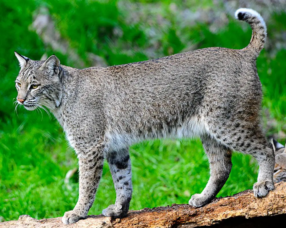 Gray Bobcat