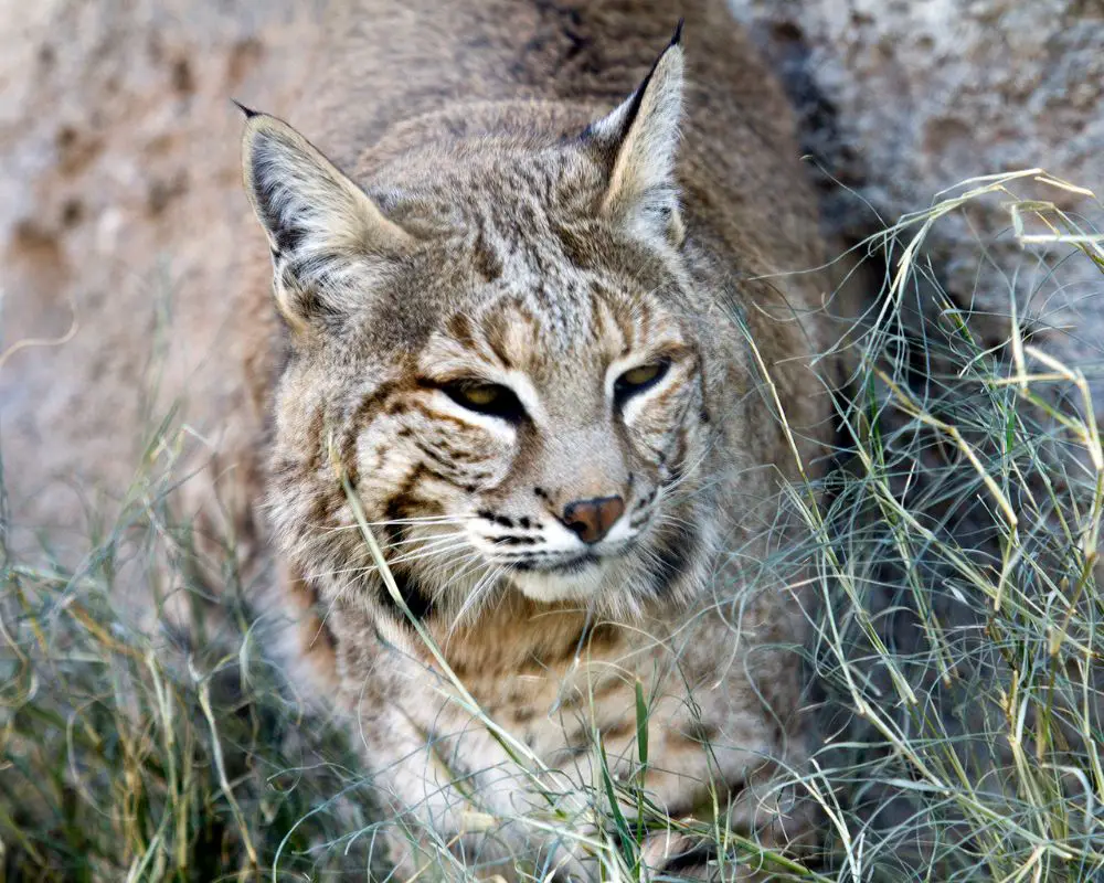 Bobcat on the grass