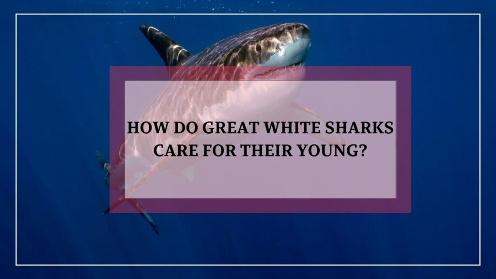 how do great white sharks care for their young? featured image