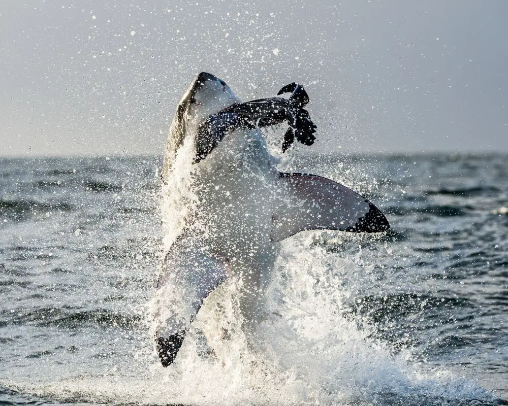 A Great White Shark Attack