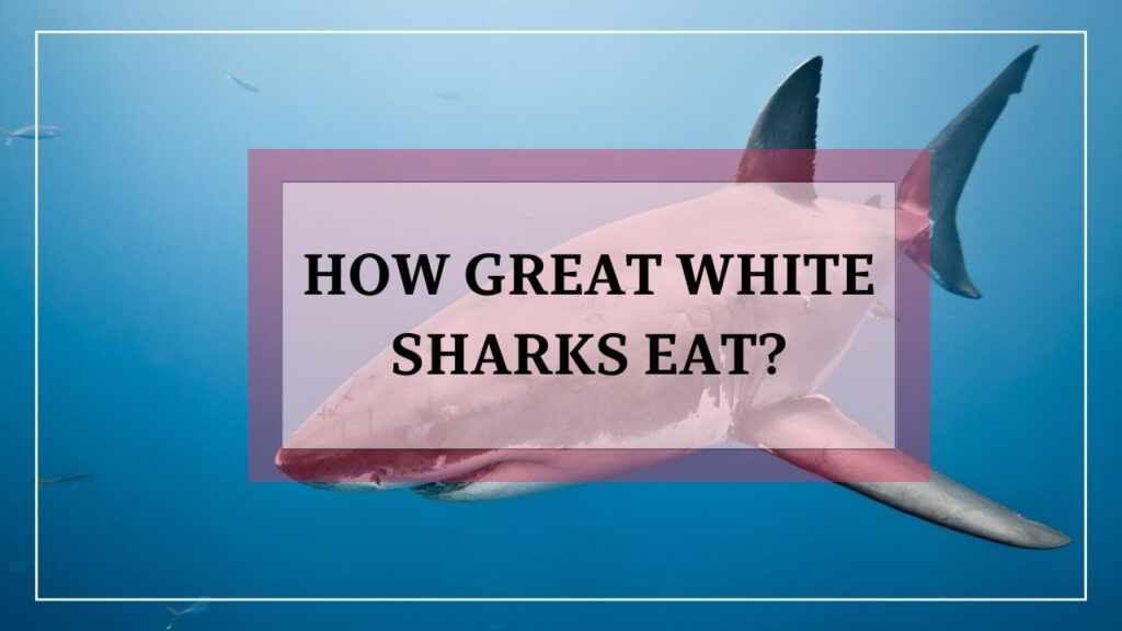 How Great White Sharks Eat? featured image