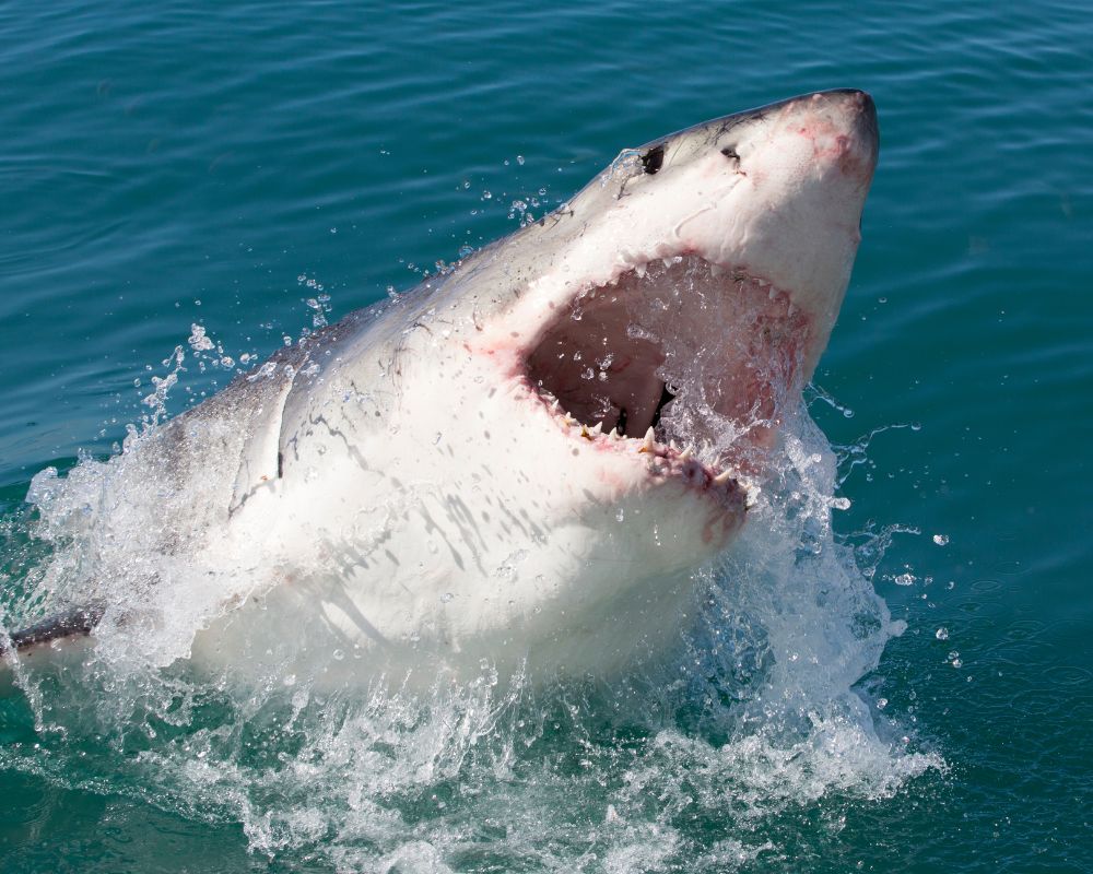 A great white shark with sharp teeth