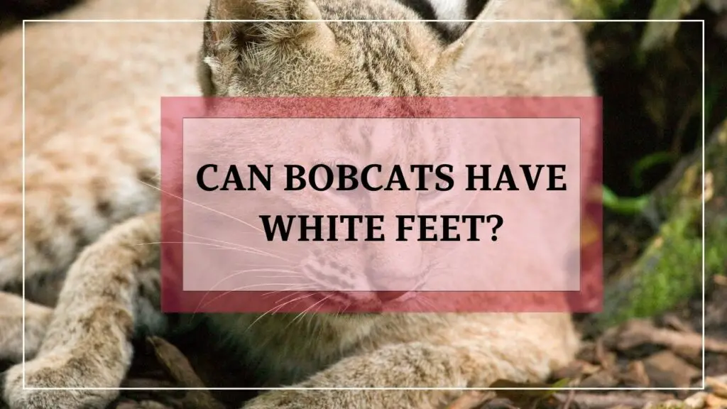 can bobcats have white feet? featured image