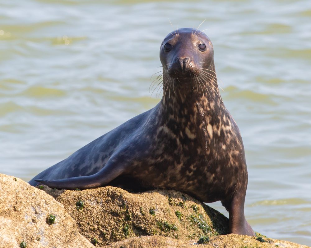 Black Seals