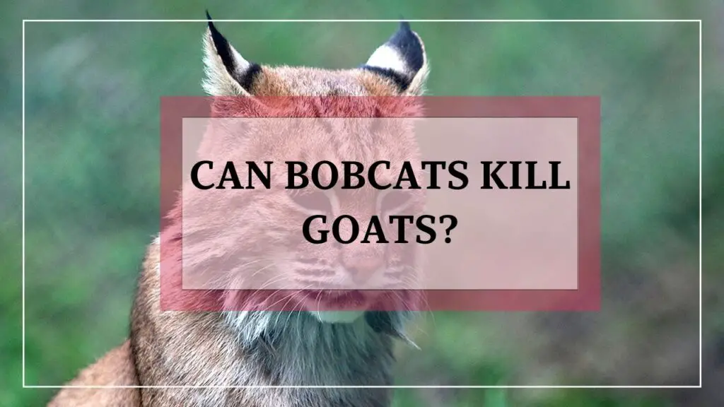 can bobcats kill goats? featured image