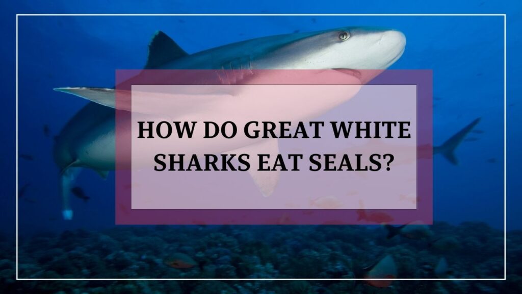 how do great white sharks eat seals? featured image