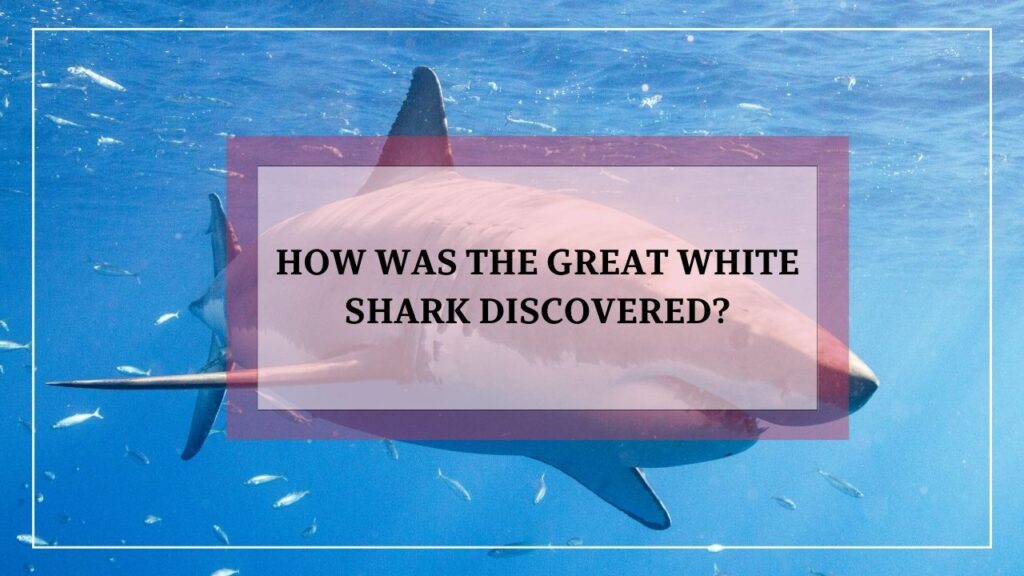 how was the great white shark discovered? featured image