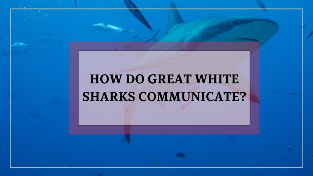 how do great white sharks communicate? featured image