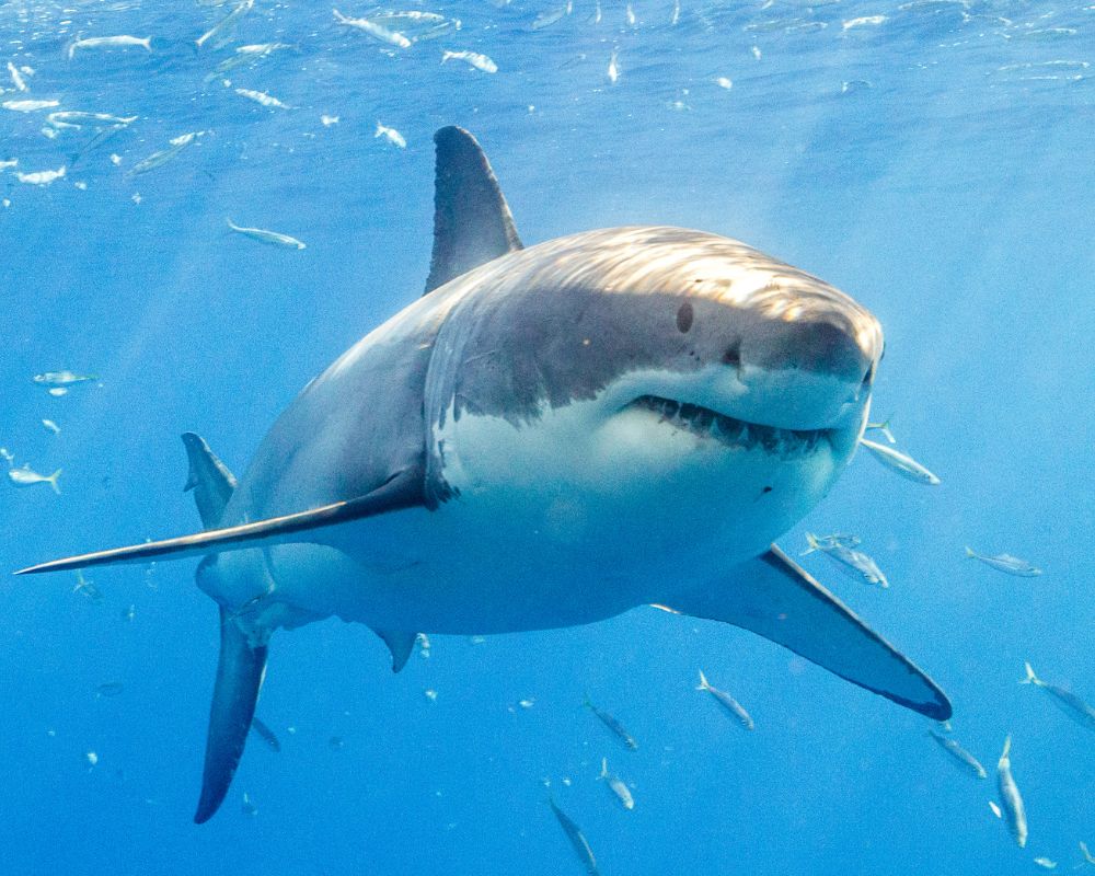 A powerful great white shark 