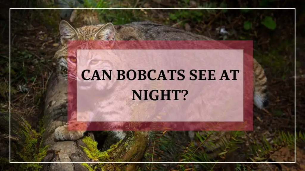 can bobcats see at night? featured image