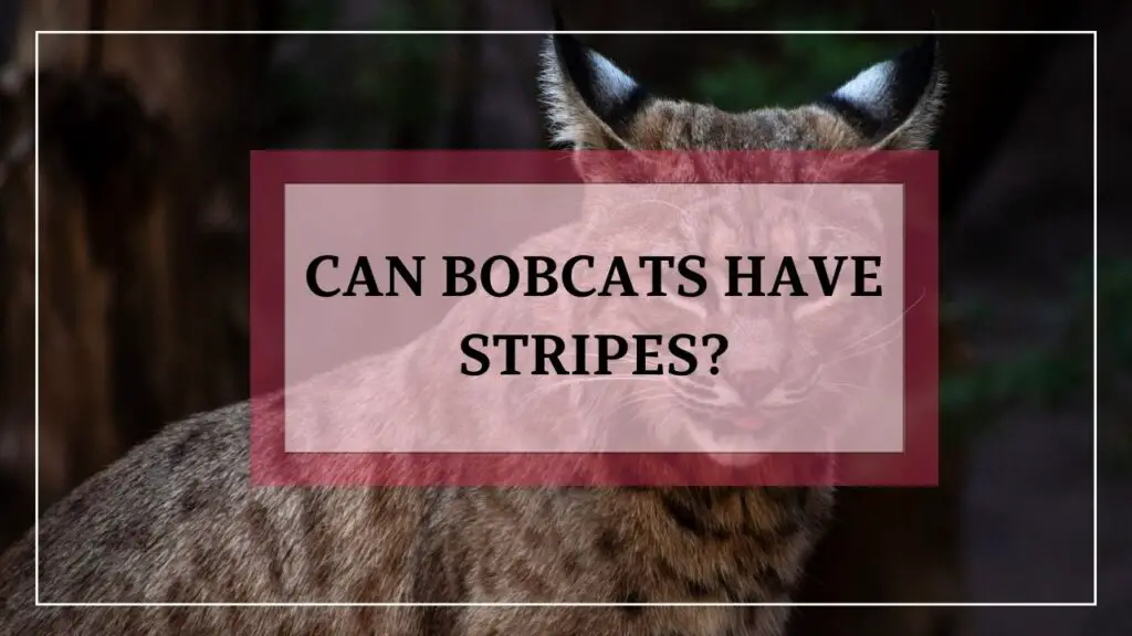 can bobcats have stripes? featured image