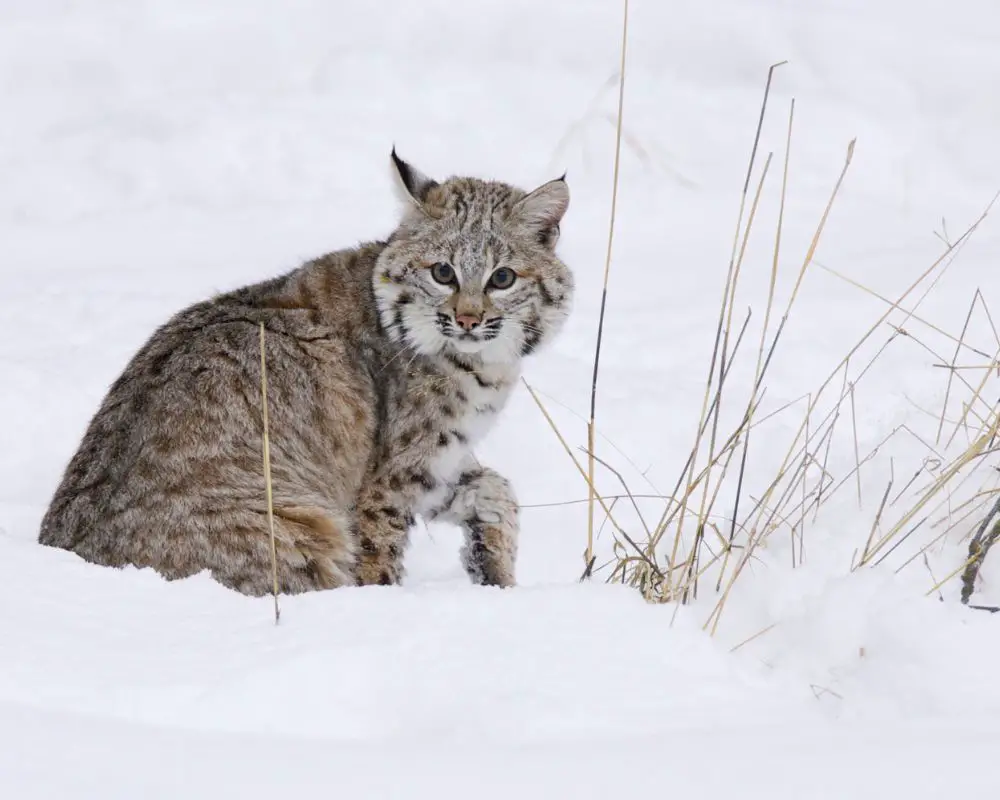 A small bobcat in winter