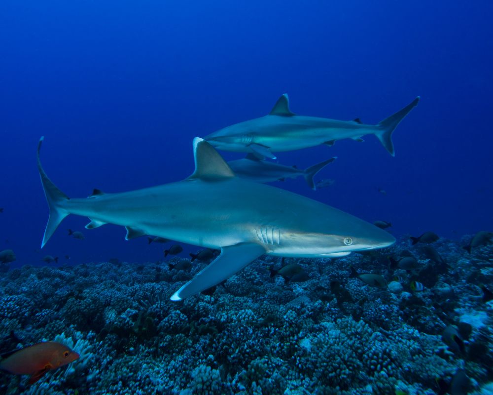 A Young Great White Shark