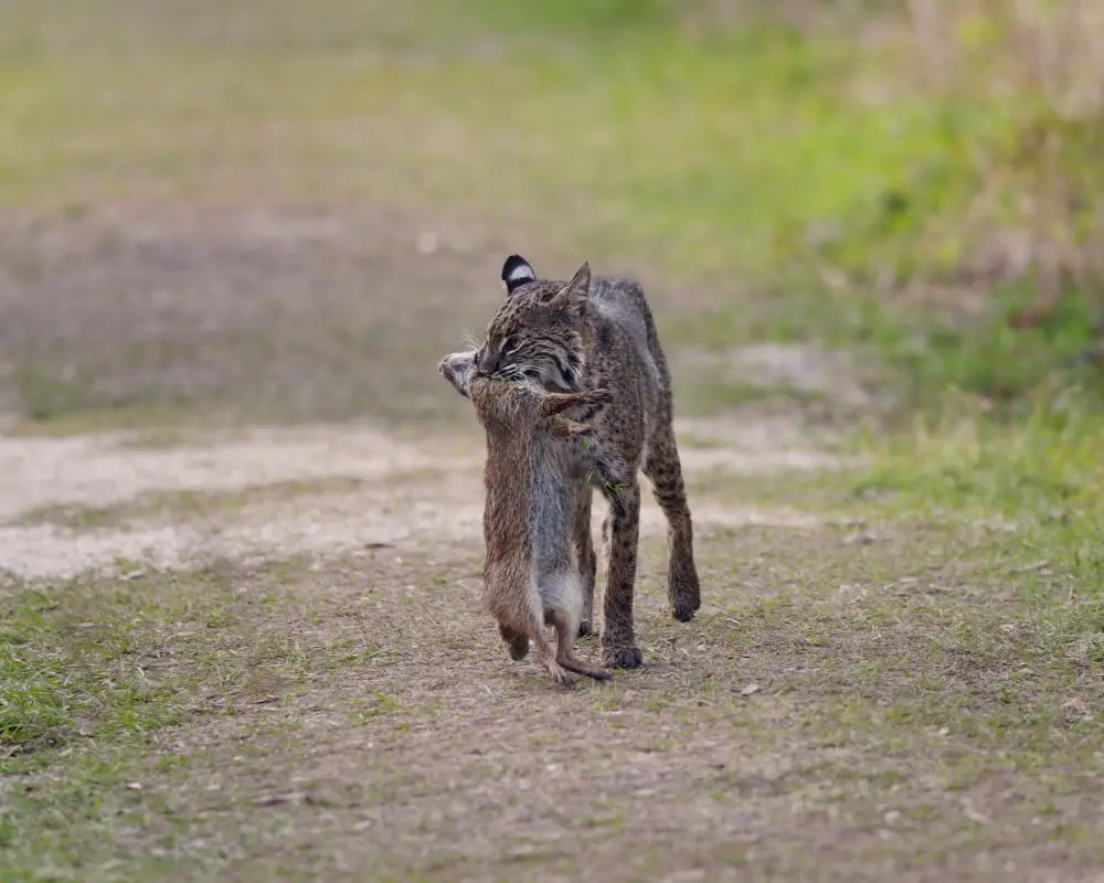 Bobcat is hunting a  small animal