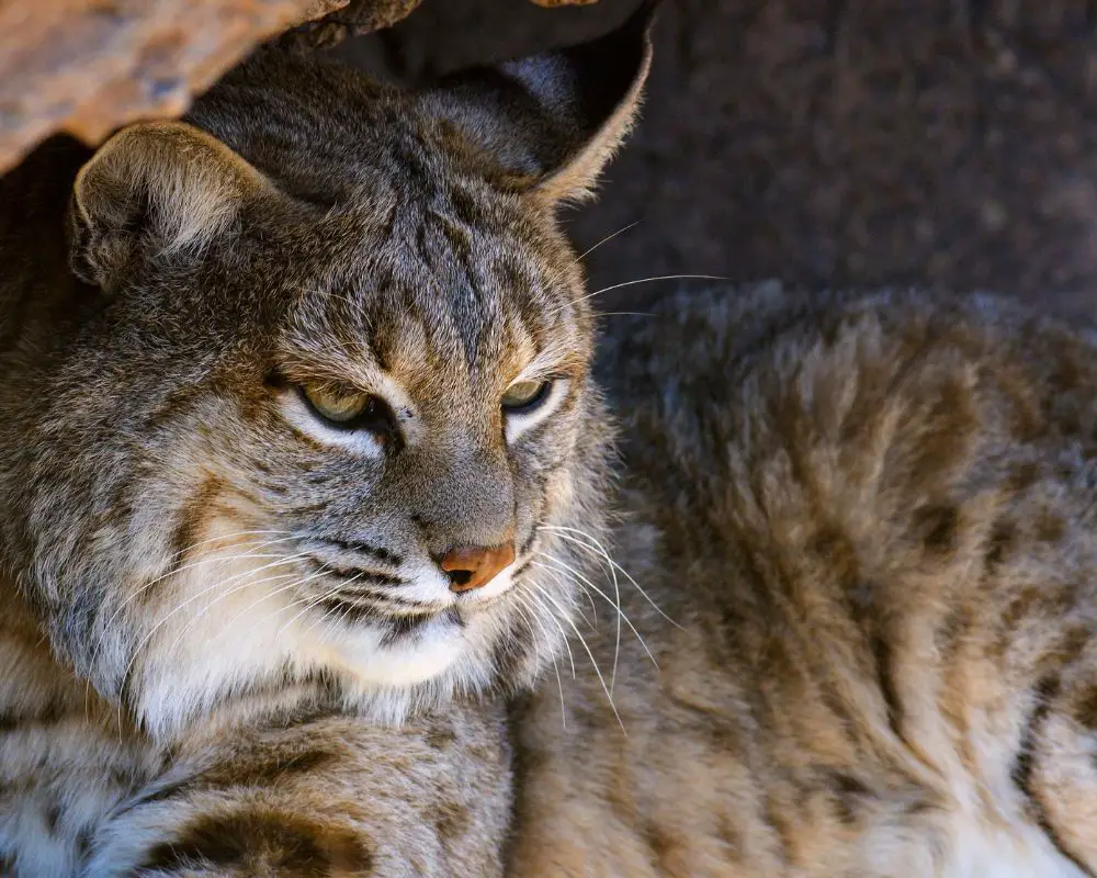 Bobcat