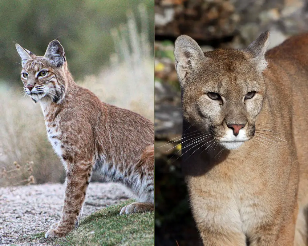 bobcat and Mountain lion