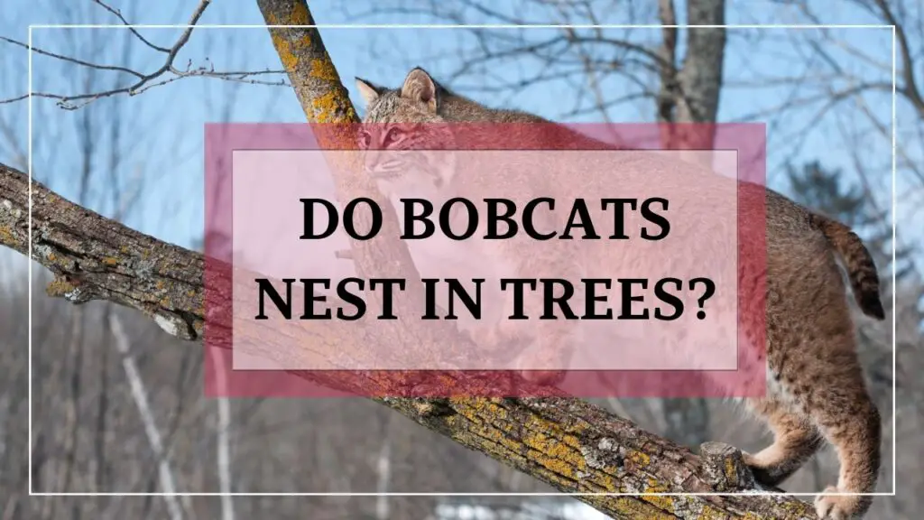 do bobcats nest in trees? featured image