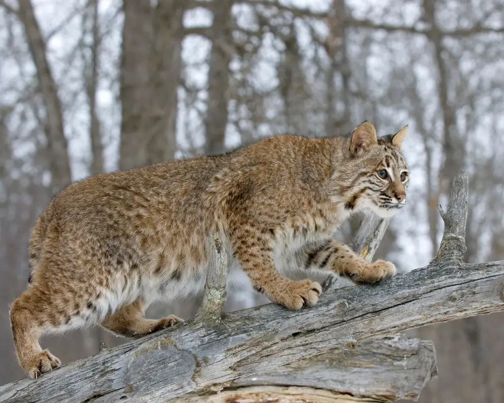 bobcat above the tree's branch