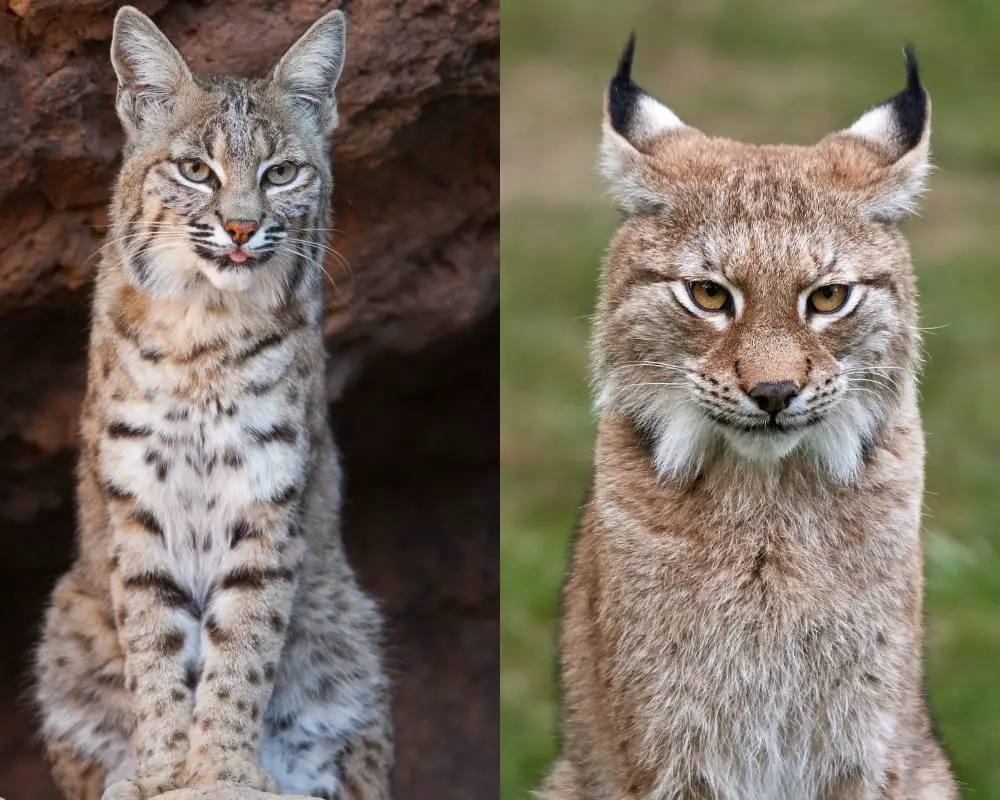 Bobcat and Lynx