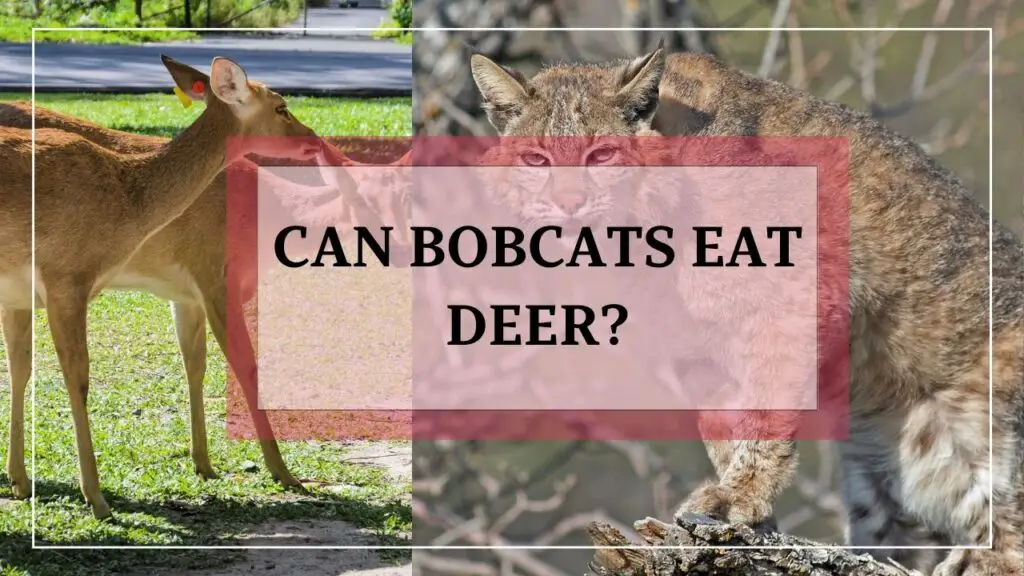 can bobcats eat deer? featured image