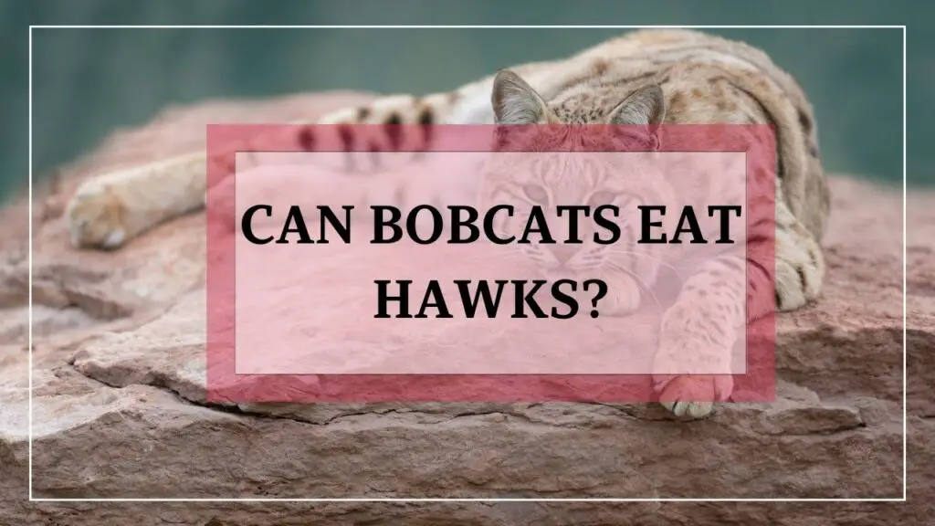 can bobcats eat hawks? featured image