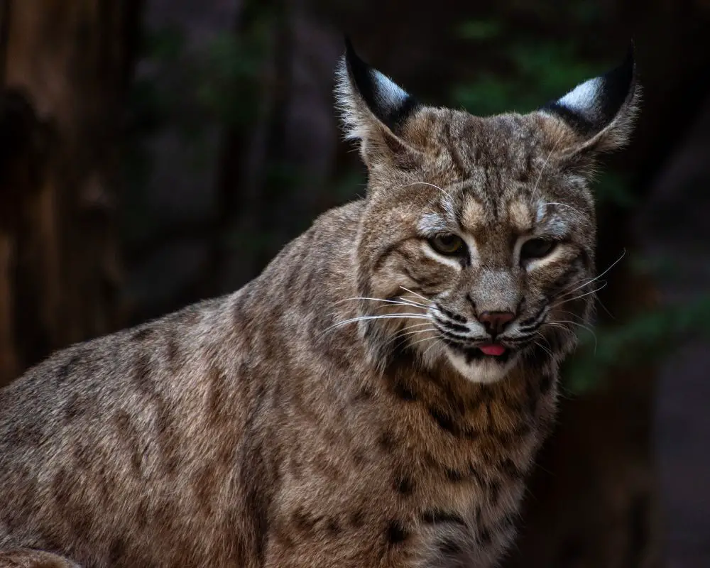 Bobcat at night